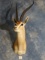 African Grants Gazelle Shoulder Mount Taxidermy