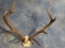 Beautiful Royal Crown 7 x 7 Spanish Red Stag Antlers Taxidermy