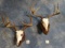 8 point & 9 point Whitetail Deer Skulls on Wall Pedestal Panels Taxidermy ( 2 x $ )