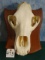 Very Nice Grizzly Bear Skull on Panel Taxidermy