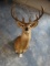 6 x 5 Texas Hill County Whitetail Deer Taxidermy Shoulder Mount