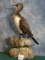 Brand New! Greater Cormorant Taxidermy Bird Mount