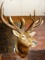 Big & Nice 6 x 6 383 gross Elk Shoulder Mount Taxidermy