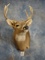 8pt. North Texas Whitetail Deer Shouder Mount Taxidermy