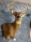 8 point Whitetail Deer Shoulder Mount Taxidermy