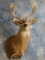11 point Whitetail Deer Shoulder Mount Taxidermy