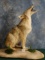 Quality Howling Texas Coyote Full Body Mount Taxidermy