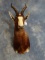 African Blesbuck Antelope Shoulder Mount Taxidermy