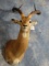 South African Impala Shoulder Mount Taxidermy