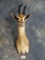Quality African Thomson's Gazelle Shoulder Mount Taxidermy
