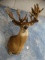 16 x 12 28 point Whitetail Deer in Velvet Shoulder Mount Taxidermy