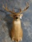 12 point West Texas Whitetail Deer Shoulder Mount Taxidermy