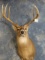 Very Nice Big 8 point North Texas Whitetail Deer Shoulder Mount Taxidermy