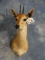 Quality African Southern Bush Duiker Shoulder Mount Taxidermy
