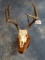 6 x 6 Whitetail Deer Skull on Wall Pedestal Panel Taxidermy