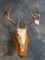 8 point Whitetail Deer Skull on Wall Pedestal Panel Taxidermy