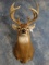156 1/8 gross 16 point Indiana Whitetail Deer Shoulder Mount Taxidermy