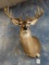 North Texas 10pt. Whitetail Deer Shoulder Mount Taxidermy
