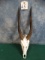 Large African Cape Bushbuck Skull Taxidermy