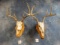 Two Whitetail Deer Skulls on Wall Pedestal Panels Taxidermy (2 x $)