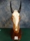 Big Nilgai Antelope Skull on Table Pedestal Taxidermy