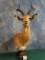 African Southern Impala Shoulder Pedestal Table Mount Taxidermy