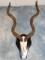 Trophy African Greater Kudu Partial Skull Mount Taxidermy