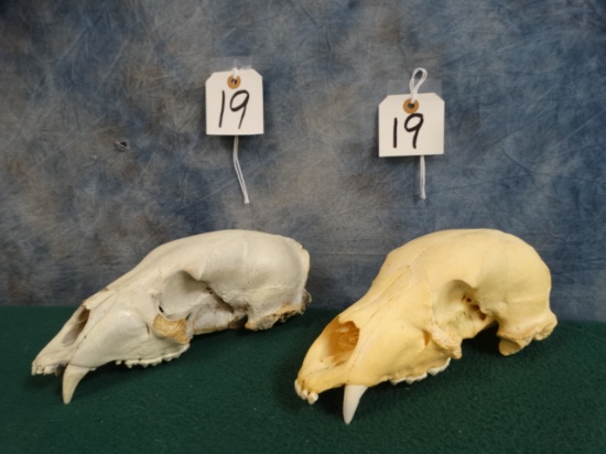 Two Top Half Black Bear Skulls Taxidermy ( 2 x $ )