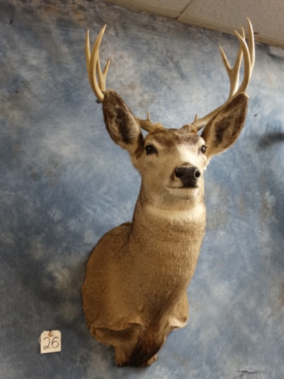 Pretty Wyoming Mule Deer Shoulder Mount Taxidermy