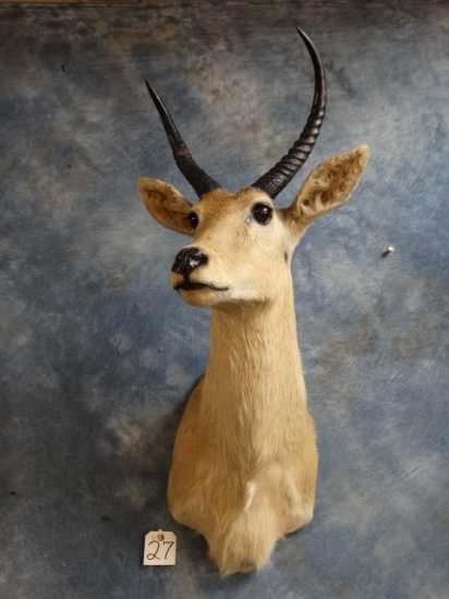 African Common Reedbuck Shoulder Mount Taxidermy