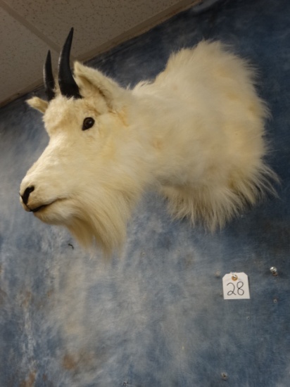 Cool Rocky Mountain Goat Shoulder Mount Taxidermy