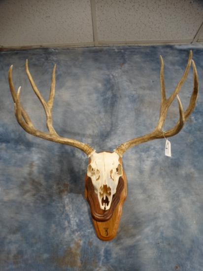 Nice! 5 x 4 Mule Deer Skull Taxidermy Mount