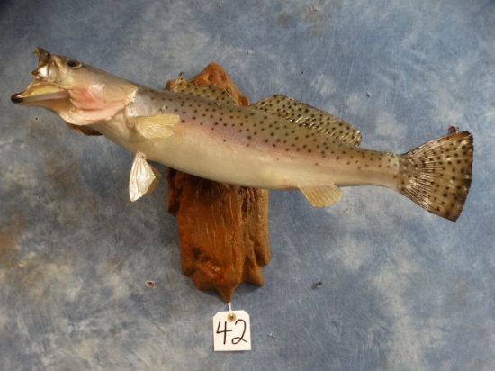 Real Skin 21 3/4" Speckled SeaTrout Fish Mount Taxidermy