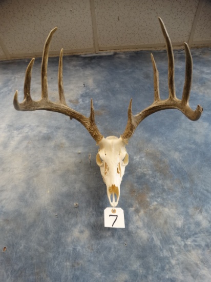 10pt. Whitetail Deer Skull Taxidermy Mount