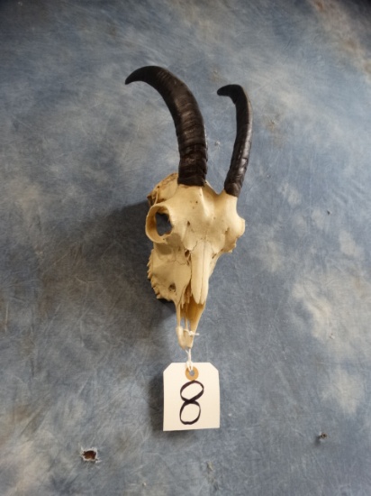 Spanish Goat Skull Taxidermy