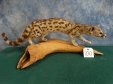 Outstanding  South African Genet Cat Full Body Mount Taxidermy