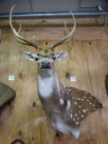 Awesome Record Class Axis Deer Offset Shoulder Mount Taxidermy