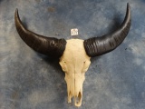 Cool South Pacific Water Buffalo Skull Taxidermy