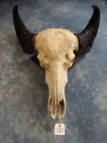 South American Water Buffalo Skull Taxidermy
