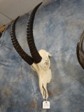 East African Roan Antelope Skull Taxidermy