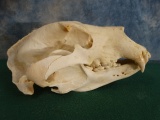 Grizzly Bear Skull Taxidermy
