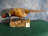 Beautiful Ringneck Pheasant Taxidermy