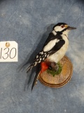 Legal Syrian Woodpecker Taxidermy Bird Mount