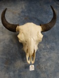 All Time Boone & Crockett #120 American Bison Skull Taxidermy