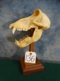 Cool African Chacma Baboon Skull on Pedestal Taxidermy