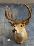 162 gross Illinois Baroom Whitetail Deer Shoulder Mount Taxidermy