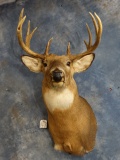 157 5/8 gross Iowa Whitetail Deer Shoulder Mount Taxidermy