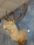 Majestic New Zealand Red Stag Shoulder Mount Taxidermy