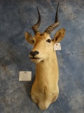 #5 All Time Record Book African Antelope Shoulder Mount Taxidermy