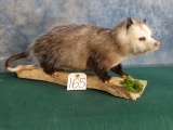 Brand New Opossum Full Body Mount Taxidermy